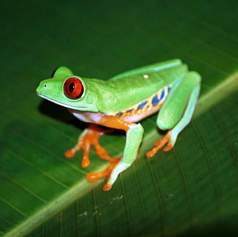 アカメアマガエル