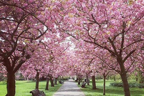 グリニッジ公園の八重桜