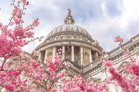 セント・ポール大聖堂と八重桜